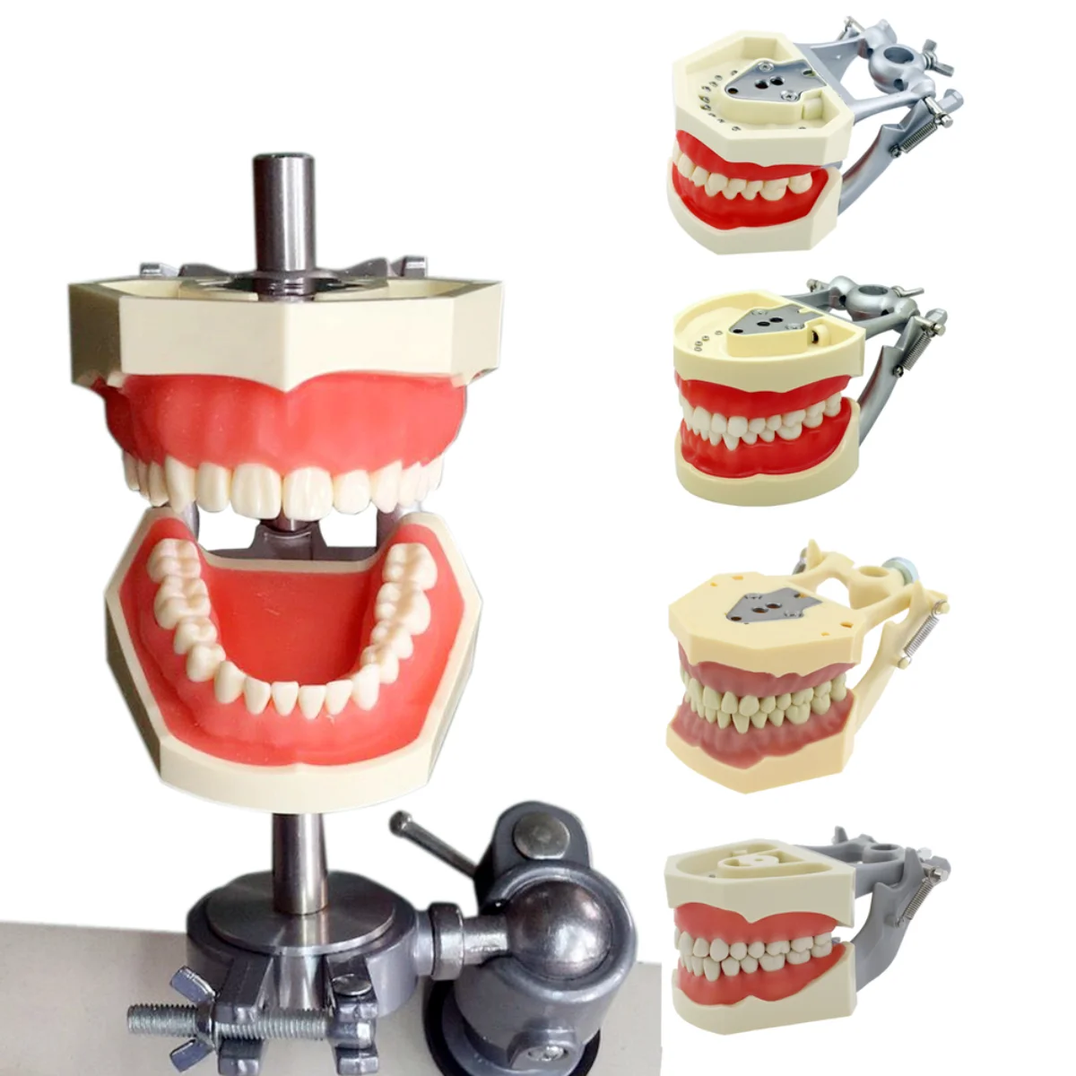 Зъболекарски инструменти за монтаж на срама-за Kilgore, Columbia, Nissin и др Typodonts/Dentoforms Изображение 0