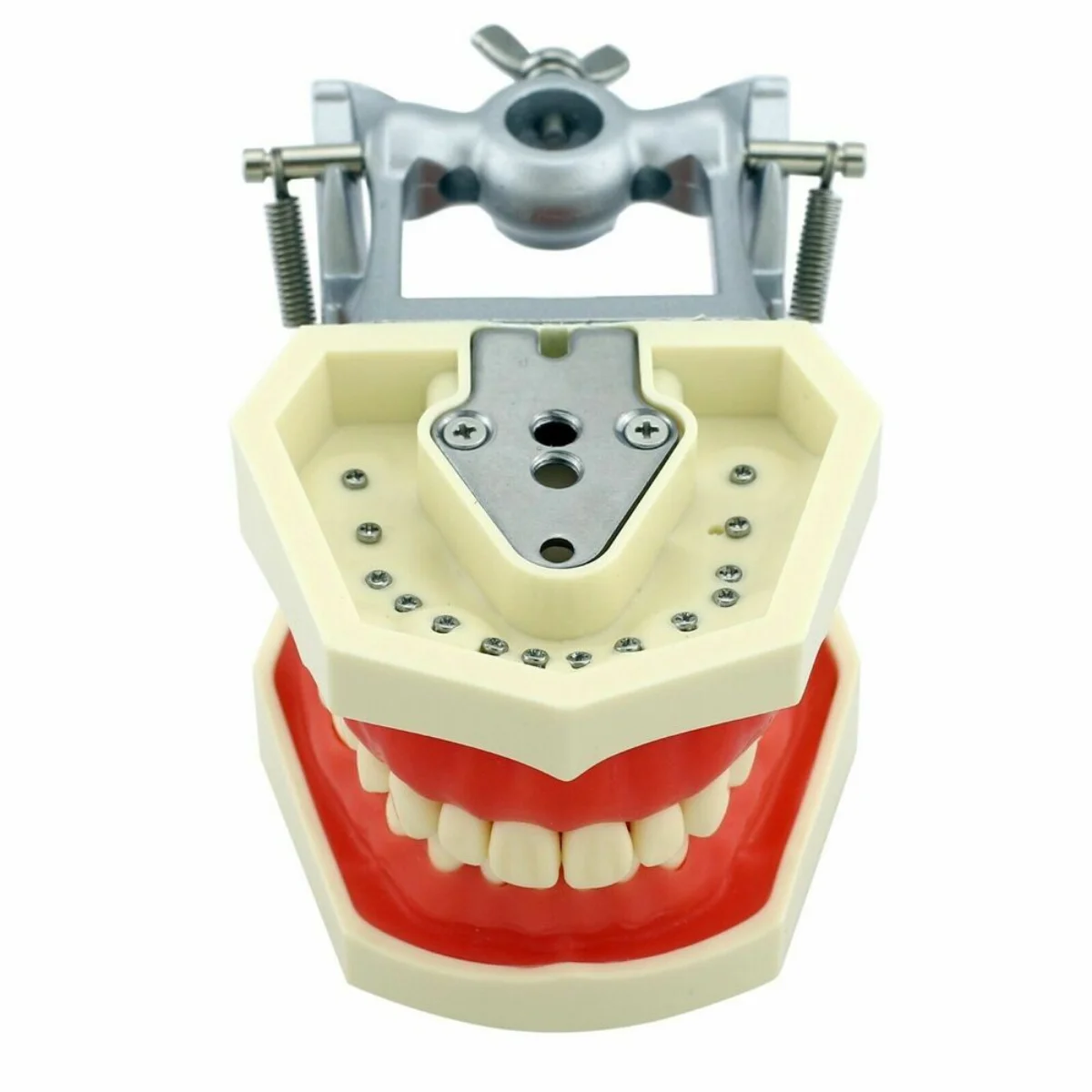 Зъболекарски инструменти за монтаж на срама-за Kilgore, Columbia, Nissin и др Typodonts/Dentoforms Изображение 2