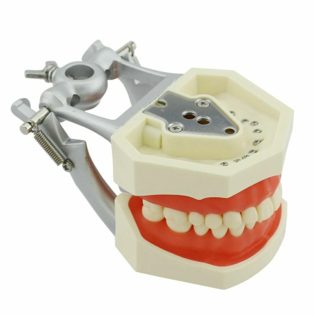 Зъболекарски инструменти за монтаж на срама-за Kilgore, Columbia, Nissin и др Typodonts/Dentoforms Изображение 3