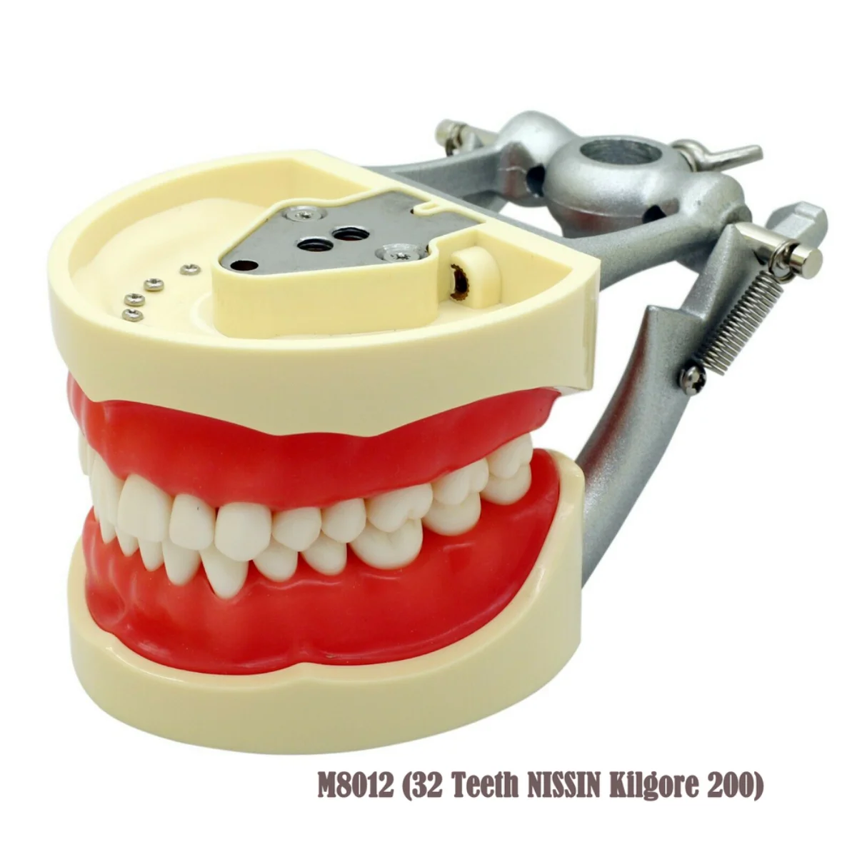 Зъболекарски инструменти за монтаж на срама-за Kilgore, Columbia, Nissin и др Typodonts/Dentoforms Изображение 4