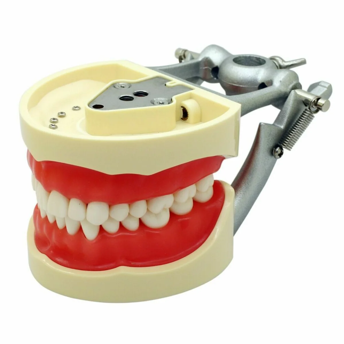 Зъболекарски инструменти за монтаж на срама-за Kilgore, Columbia, Nissin и др Typodonts/Dentoforms Изображение 5